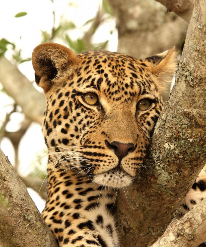 kimpton_safaris_leopard